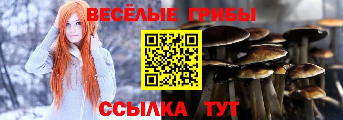 Галлюциногенные грибы Psilocybe Шарыпово